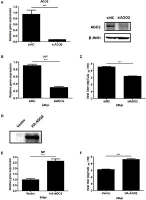 AGO2 Negatively Regulates Type I Interferon Signaling Pathway by Competition Binding IRF3 with CBP/p300